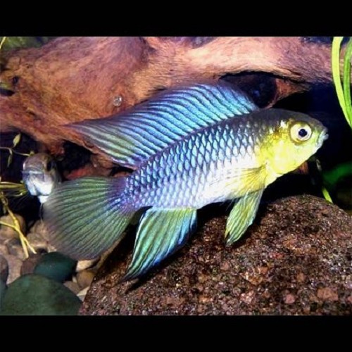 Apistogramma borelli - Borellis Zwergbuntbarsch L